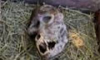 Spot the 'werewolf' skull