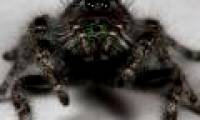 Spotted spiders have 8 eyes