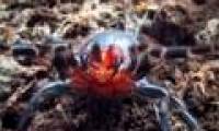 Spotted spiders have red fangs like blood in Australia