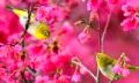 Spring bird wings