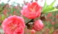 Spring comes earlier because of climate change