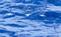 Squid 'flying' at sea