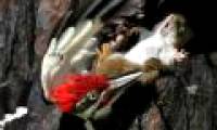 Squirrels are spectacularly knocked down by woodpeckers