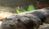 Starfish disappear under sand in the blink of an eye to camouflage