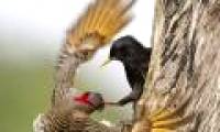 Starling birds grab enemies' beaks from the nest
