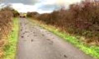 Starlings die in a series of mysteries in Wales