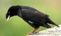 Starlings singing stolen geese recognize the owner