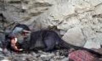 Startled at the bloodthirsty face of the otter