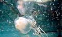 Startled with the danger of jellyfish invading the oceans