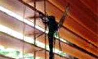 Startled with the 'monster' dragonfly more than 20cm long