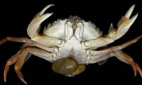 Startling male crabs carrying eggs and the strange 'transition' process