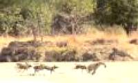 Stealing food, hyenas are hunted by a pack of wild dogs