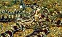 'Stealth technology of octopus in Indonesia
