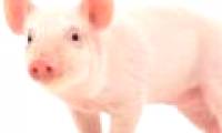 Stem cells are transplanted on pigs successfully
