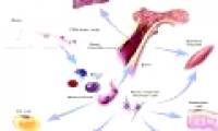 Stem cells quickly repair damaged muscles