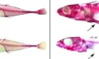 Sticklebacks have different genes but have the same evolutionary expression