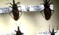 Stinking bugs in Vietnam are less likely to cause dangerous diseases