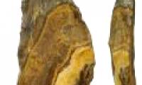 Stone spear was crafted from half a million years ago