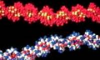 Store books right in DNA