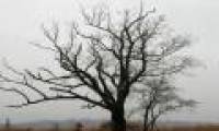 Story about 'devil tree': Witness the massacre of 1 family and many other deaths
