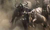 Strange and interesting things make visitors surprised about Africa
