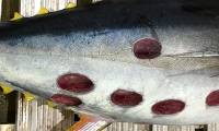 Strange and 'sophisticated' round bite marks on tuna's body, the culprit turned out to be this 'monster'