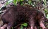 Strange animals attack people in Indonesia
