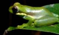 Strange animals in the Mekong Subregion