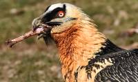 Strange bird species specializes in eating bones and 'bathing in iron'