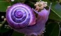 Strange color beautiful creatures