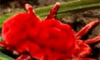 'Strange creature' dubbed 'natural Viagra'