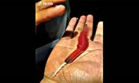 Strange creature spitting venom like silk, causing netizens to tremble in fear and ask what it is