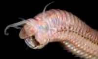 Strange creatures at the