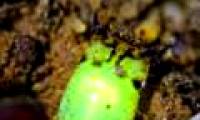 Strange creatures glow themselves to catch prey