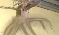 Strange creatures like aliens crawling on the ceiling, terrifying people