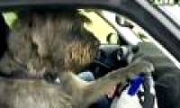 Strange dogs learn to drive cars