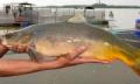 Strange facts like ghost carp in Vietnam