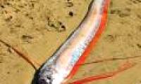 Strange fish body longer than 2m appears in Ha Tinh sea