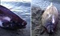 Strange fish live at a depth of 1,500 meters washed up on the Alaska coast