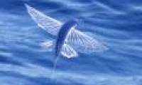 Strange flying fish