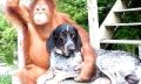 Strange friendship between dogs and orangutans