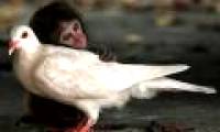 Strange friendship of animals