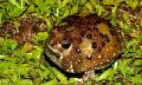 Strange frogs turn themselves into magnets ... suck bait