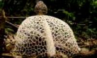 Strange fungus 'cover face' like beauty, the most rare and precious in Vietnam