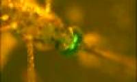 Strange gene experiments