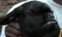 Strange goat bears a human face