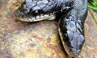 Strange how experts feed 2-headed snakes