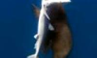 Strange image: Seals cut shark meat