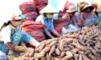 Strange insects attack sweet potatoes