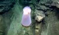 Strange jellyfish species without tentacles caught